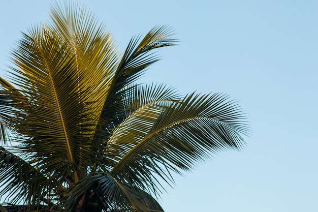 Palmblätter mit einem wunderschönen blauen Himmel im Hintergrund in Rio de Janeiro