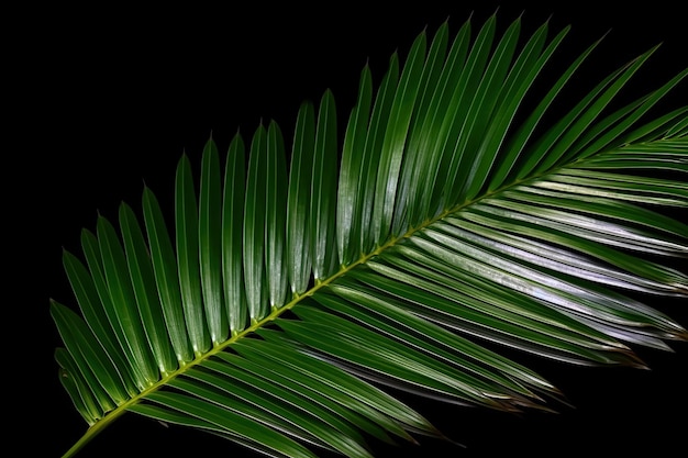 Palmblätter oder Kokosnussblätter auf schwarzem Hintergrund