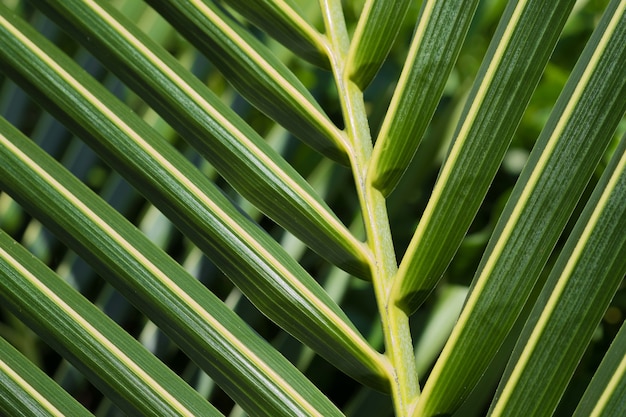 Palmblätter schließen oben