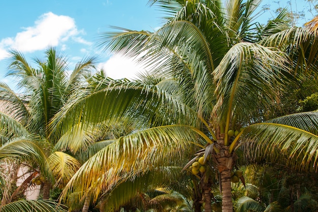 Palmblätter über Hintergrund des blauen Himmels