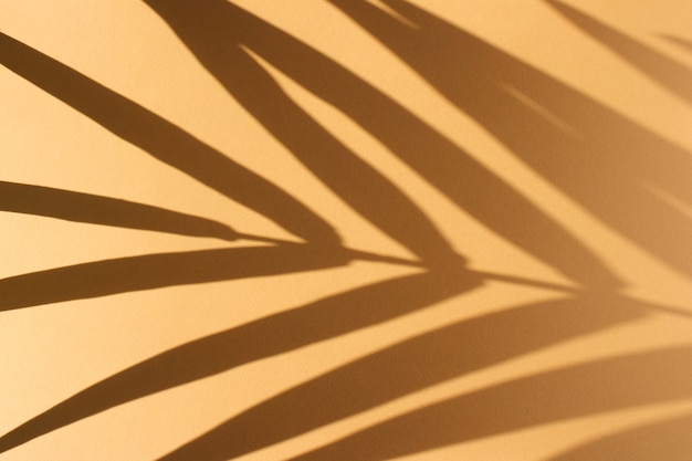 Palmblätter und ihr Schatten auf Orange