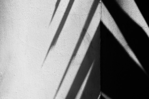 Palmblätter und Schatten auf weißer Wand