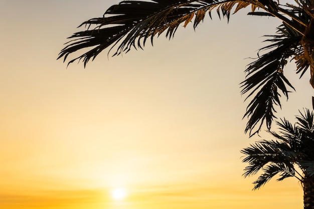 Palmblätter und Sonne tropischer schöner Sonnenuntergang