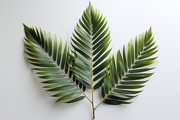 Foto palmblatt 3d-illustration grüne palmblätter, isoliert auf weißem hintergrund 3d-rendering