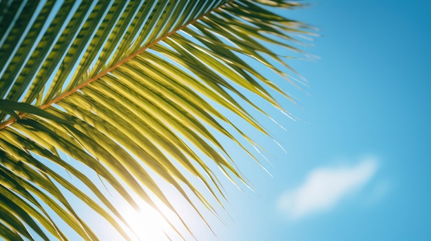Palmblatt am blauen Himmel Berufung Sommerhintergrund