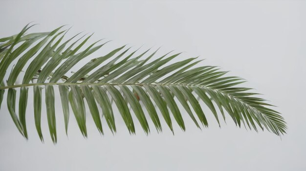 Palmblatt auf weißem Hintergrund