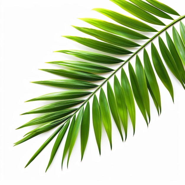 Palmblatt auf weißem Hintergrund