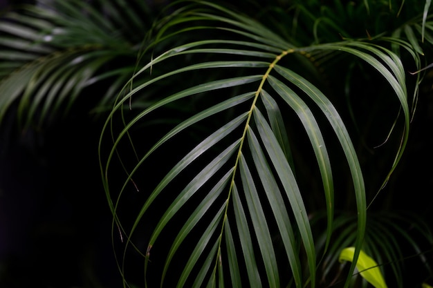 Palmblatt exotische Blumenpflanze hautnah auf schwarzem Wandhintergrund