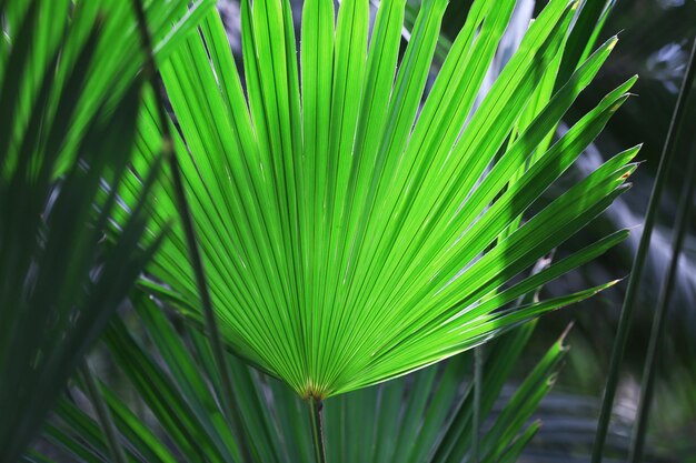 Palmblatt im botanischen Garten