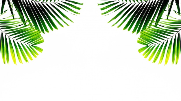 Palmblatt lokalisiert auf weißem Hintergrund