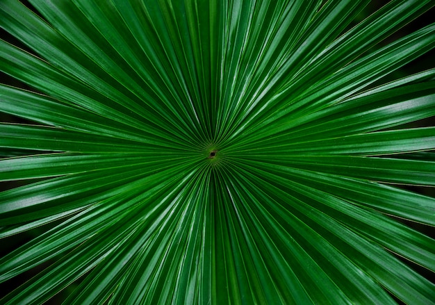 Palmblatt mit undeutlichem Hintergrund