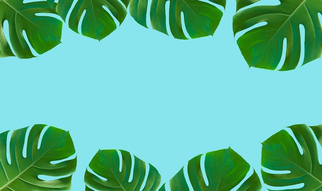 Palmblatt-Monstera auf farbigem minimalem Hintergrund Tropischer Sommer Rahmen blauer Hintergrund Dschungel exotisch