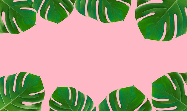 Palmblatt-Monstera auf farbigem minimalem Hintergrund Tropischer Sommerrahmen rosa Hintergrund Dschungel exotisch