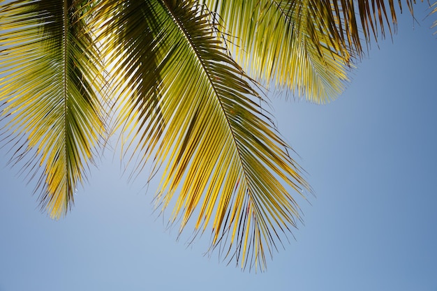 Palmblatt Nahaufnahme Dominikanische Republik Sonnenstrand Palmen an der Küste