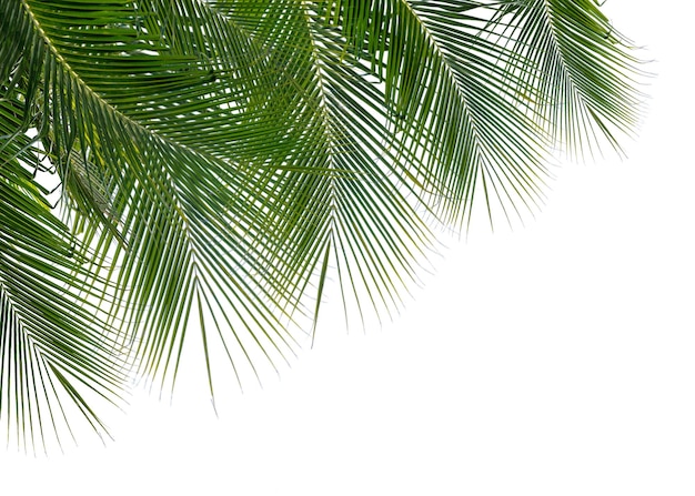 Palmblatt png Grenze durchsichtiger Hintergrund