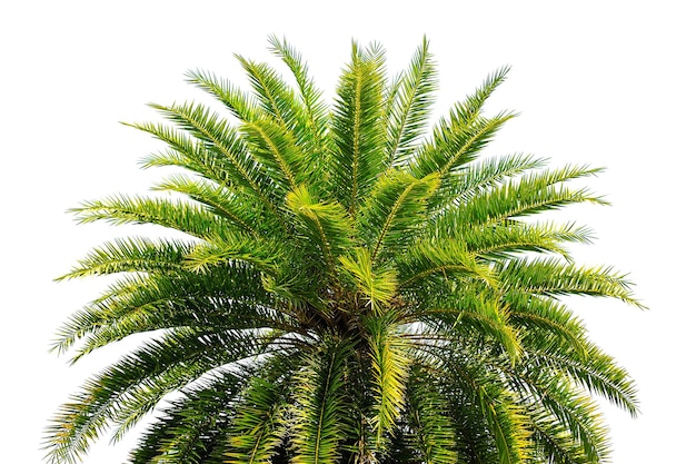 Palmblatt und Zweig isoliert auf weißem Hintergrund