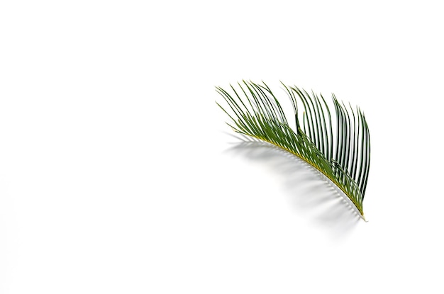Palmblatt vor weißem Hintergrund
