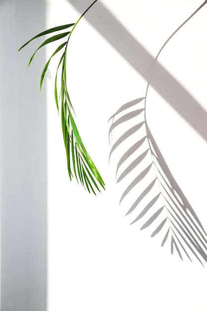 Palmblatt vor weißem Hintergrund