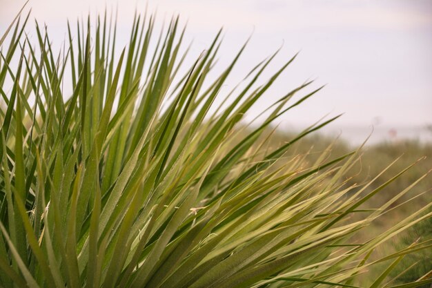 Palmblattdetail von der sizilianischen Küste in Italien