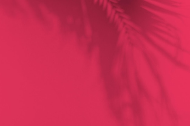 Palmblattschatten auf magentafarbenem Hintergrund Minimales exotisches Sommerkonzept mit Kopierraum