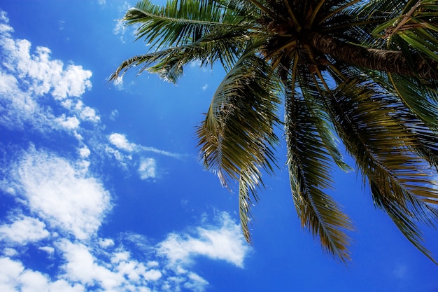 Palme am blauen Himmel.