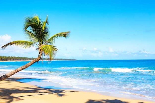 Palme am karibischen tropischen Strand. Saona Island, Dominikanische Republik