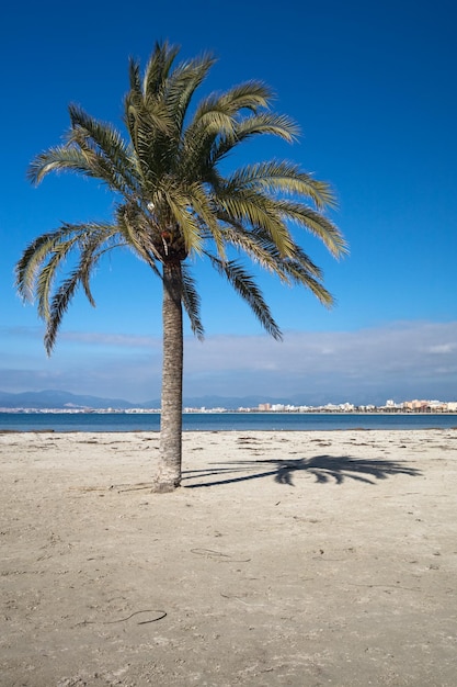 Palme am Strand, El Arenal, Mallorca, Balearen, Spanien