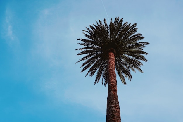 Palme am Strand