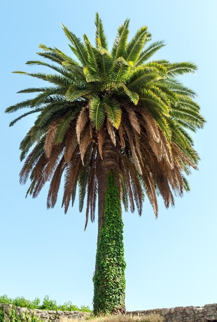 Palme auf blauem Himmel