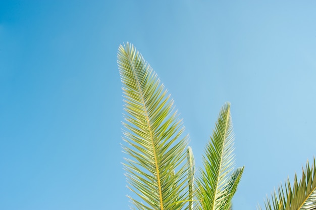 Palme auf blauem Himmelshintergrund mit Kopienraum