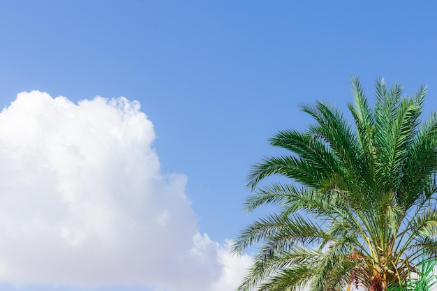 Palme auf einem Hintergrund des blauen Himmels das Konzept der Erholung und des Urlaubs in warmen Fallenländern