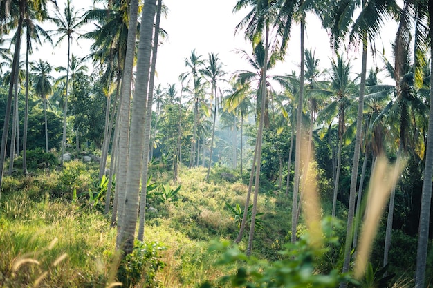 Palme auf einer tropischen Insel