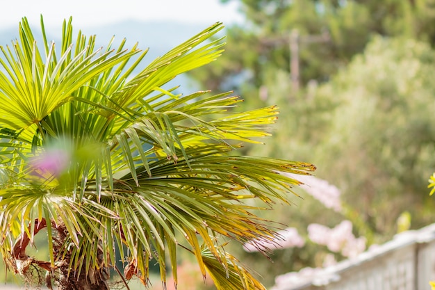 Palme Blätter. Sommerferien-Konzept