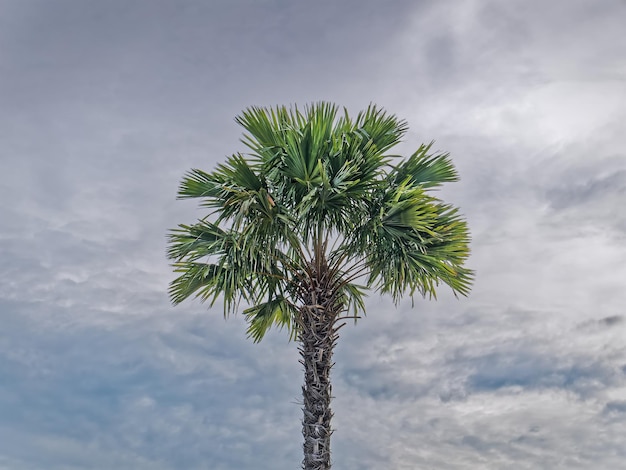 Palme gegen dunklen bewölkten Himmel