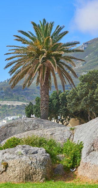 Palme gegen einen schönen Blick auf die Berge und einen klaren blauen Himmel draußen in der Natur Landschaft aus Felsen und Grün, die im Sommer oder Frühling in einer natürlichen und blühenden Umgebung im Freien wachsen