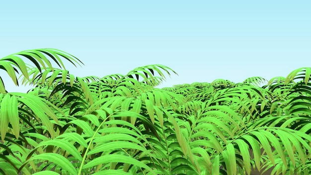 Palme Hintergrund 3d Render