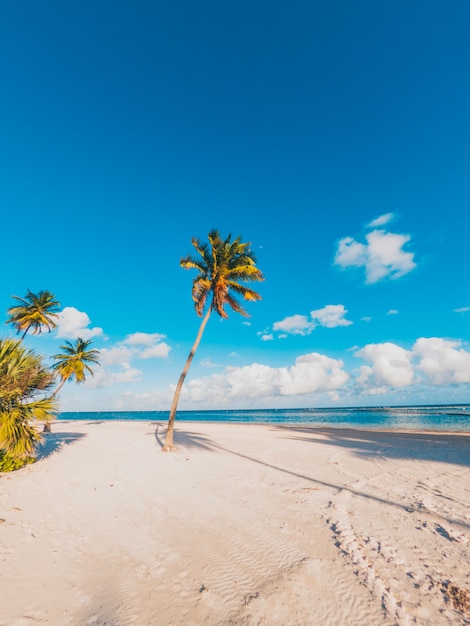 Palme im karibischen Strand