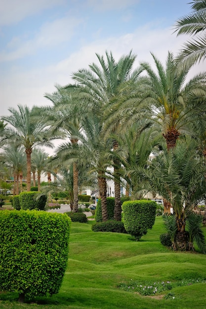 Palme im tropischen Garten