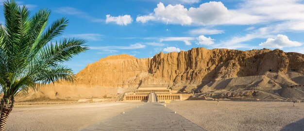 Palme in der Nähe des Hatschepsut-Tempels in den Bergen von Luxor