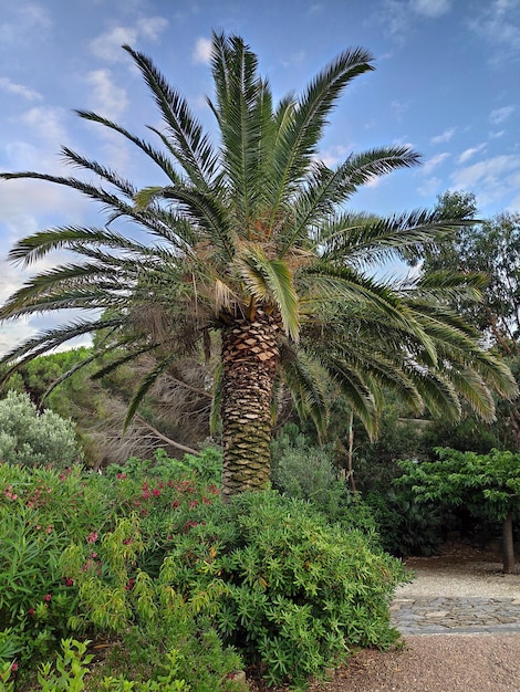 Palme in einem Park in Frankreich