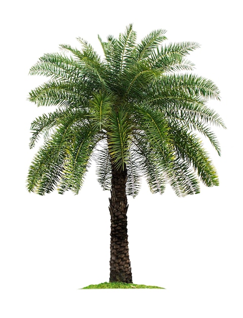 Palme isoliert auf weißem Hintergrund