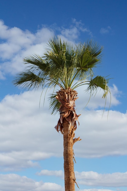 Palme mit blauem Himmel im Hintergrund.