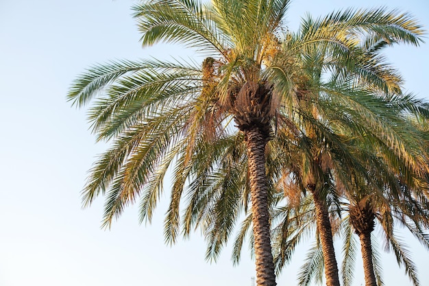 Palme mit Datteln auf Himmelshintergrund