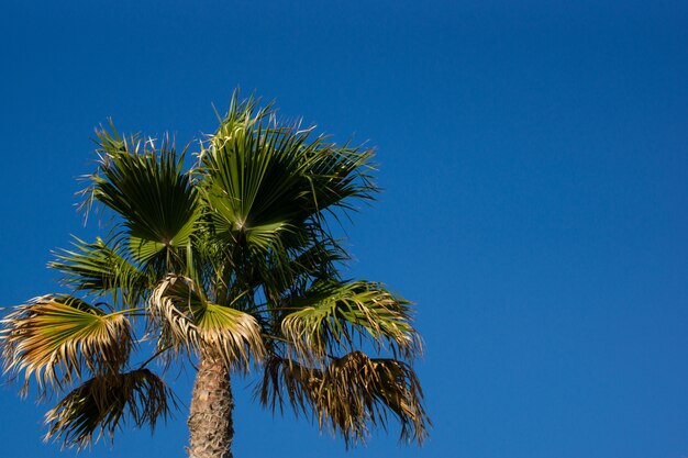 Palme mit einem blauen sonnigen Himmel