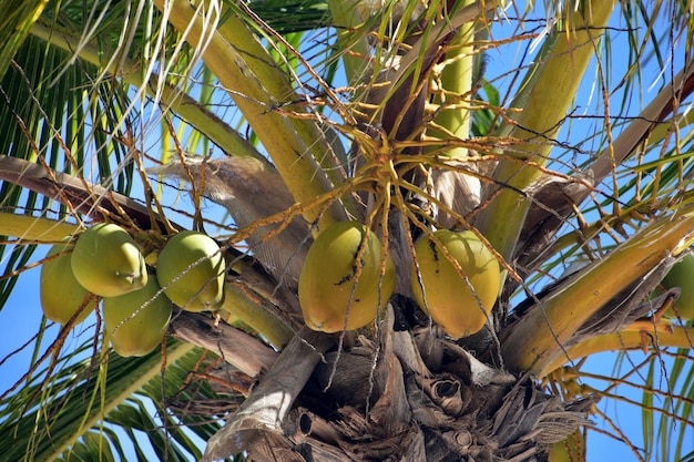 Foto palme mit grünen kokosnüssen, die darauf wachsen