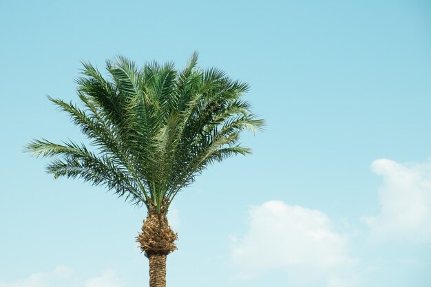 Palme mit grünen Zweigen vor blauem Himmel mit Wolken