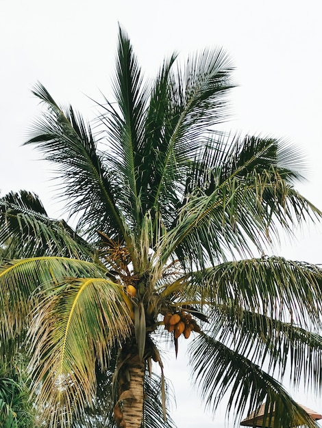 Palme mit Kokosnüssen, eine Ansicht von unten, Thailand