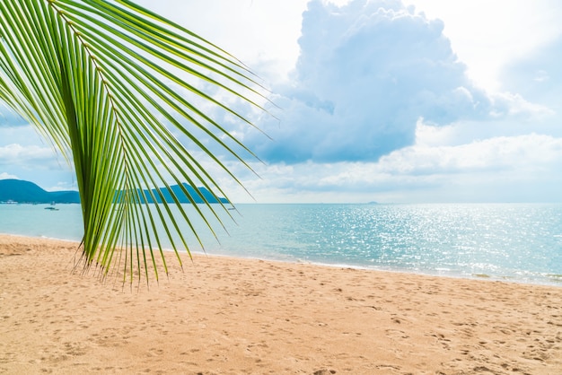 Palme mit leerem Strand