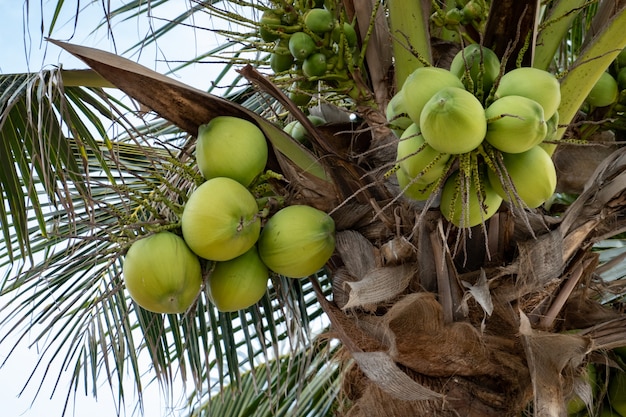 Palme mit reifen Kokosnüssen, Kokosnussbündel auf einer Palme.