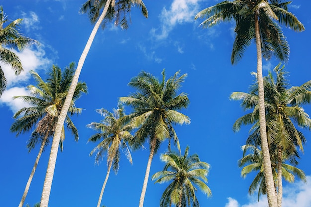 Palme mit schönem blauem Himmel.